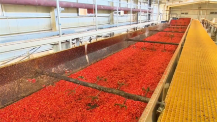 高臺(tái) 脫水蔬菜走俏國際市場 內(nèi)陸水產(chǎn)養(yǎng)殖產(chǎn)銷兩旺