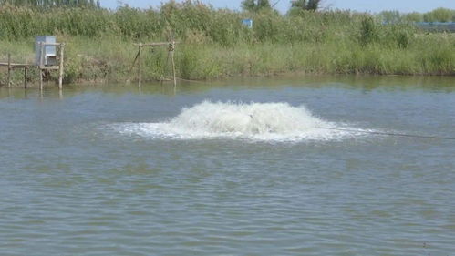 烏拉特前旗兩家水產健康養殖示范場入選“國家隊”，引領內陸水產養殖銷售新篇章