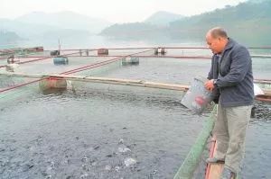 內(nèi)陸水產(chǎn)養(yǎng)殖攻略 9大方法有效降低飼料成本，提升銷(xiāo)售利潤(rùn)