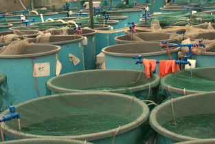 內(nèi)陸水產(chǎn)養(yǎng)殖銷(xiāo)售 水產(chǎn)養(yǎng)殖研究生的職業(yè)新藍(lán)海